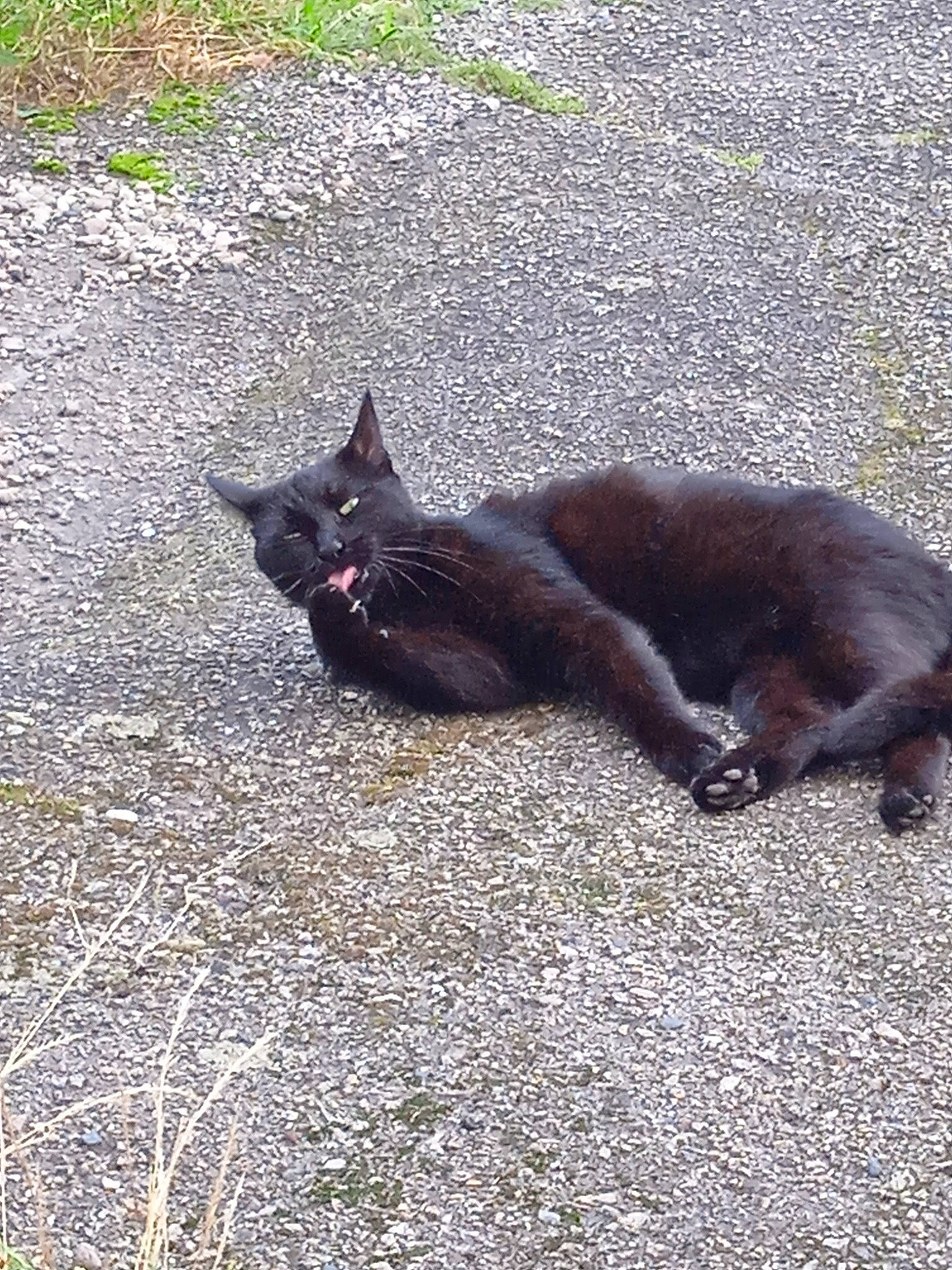 Plume a rejoint le concours — aidez-le/la à gagner de superbes lots ! asphalt, black_cat, canidae, carnivore, cat, claw, dog_breed, domestic_short_haired_cat, felidae, fur, grass, grey, plant, road_surface, sitting, small_to_medium_sized_cats, snout, tail, terrestrial_animal, whiskers