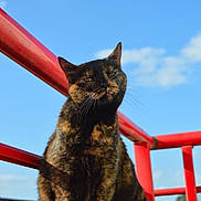 Miette a rejoint le concours — aidez-le/la à gagner de superbes lots ! animal, background, blue_sky, building, cat, cute, daytime, ears, feline, fur, mammal, nature, outdoor, pet, railing, red, sitting, sunlight, tortoiseshell, whiskers