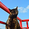 animal, background, blue_sky, building, cat, cute, daytime, ears, feline, fur, mammal, nature, outdoor, pet, railing, red, sitting, sunlight, tortoiseshell, whiskers