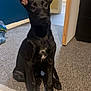 Anubis is registered to the contest to win money with this photo: black_dog, puppy, pet, ears, carpet, indoor, floor, white_patch, curious, sitting, animal, canine, young_dog, looking, domestic, home, room, doorway, furniture, paw