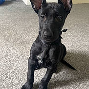 Anubis joined the competition — help win amazing prizes! dog, puppy, black_dog, ears, carpet, indoor, pet, cute, sitting, looking, collar, floor, animal, young_dog, domestic_animal, canine, attention, ears_up, small_dog, companion