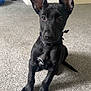 dog, puppy, black_dog, ears, carpet, indoor, pet, cute, sitting, looking, collar, floor, animal, young_dog, domestic_animal, canine, attention, ears_up, small_dog, companion