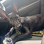 Anubis joined the competition — help win amazing prizes! dog, black_dog, car_interior, gear_shift, seat, leash, pet, animal, canine, window, door, collar, resting, ears, looking_up, vehicle, transportation, domestic_animal, young_dog, curious