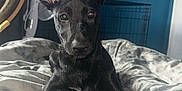 Anubis is registered to the contest to win money with this photo: dog, black_dog, pet, indoors, bed, blanket, ears, canine, animal, laying_down, looking_at_camera, furniture, fan, crate, relaxing, household, domestic, companion, curious, portrait