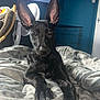 dog, black_dog, pet, indoors, bed, blanket, ears, canine, animal, laying_down, looking_at_camera, furniture, fan, crate, relaxing, household, domestic, companion, curious, portrait