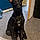 Anubis