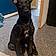 Anubis