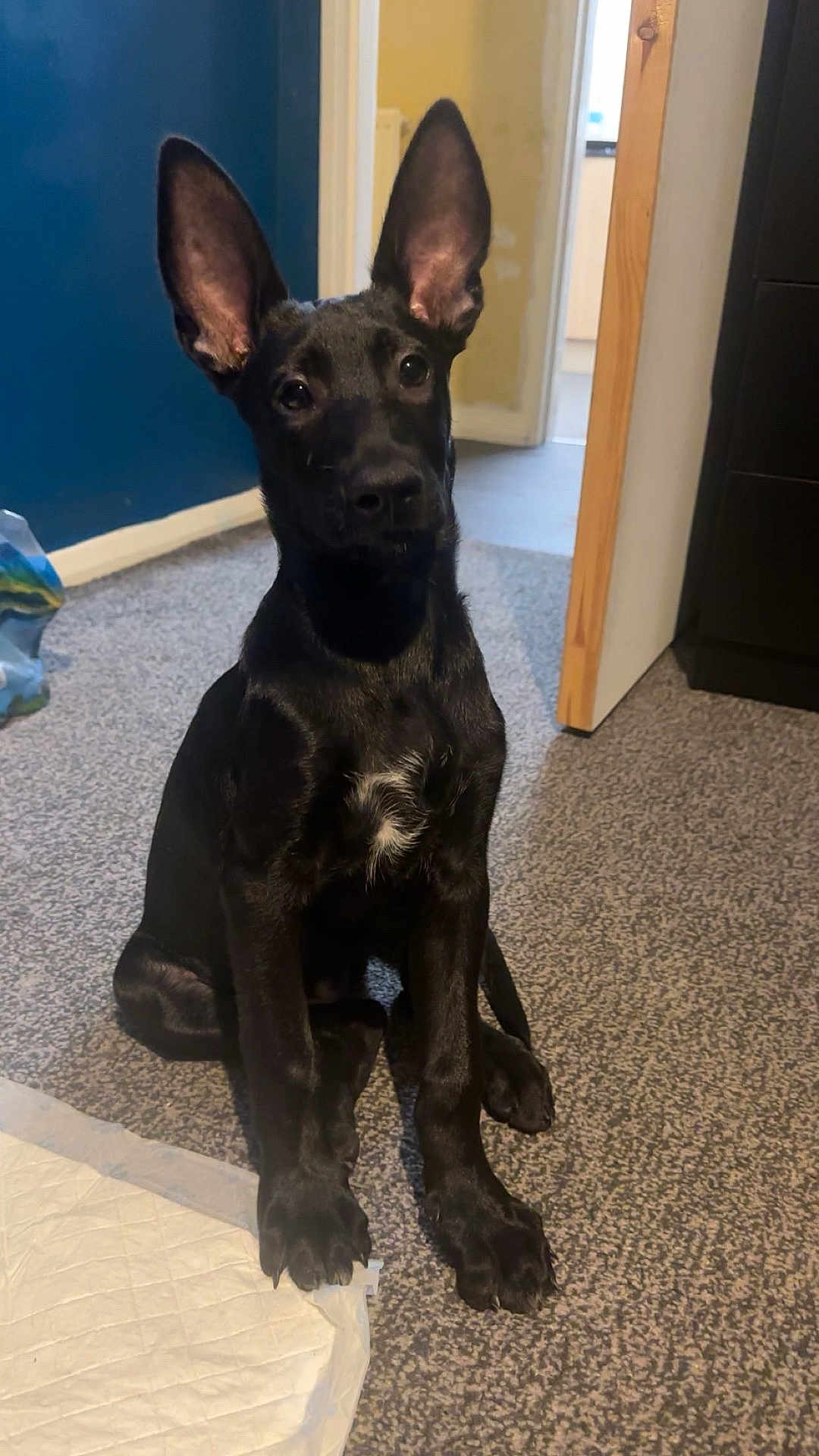 Anubis