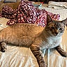 Pitbull is registered to the contest to win money with this photo: animal, bed, blanket, cat, cozy, cream_color, domestic, feline, fur, indoor, lying_down, mammal, pet, relaxed, resting, sleepy, soft, striped, tabby, towel