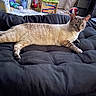 Pitbull joined the competition — help win amazing prizes! animal, black_cushion, cat, colorful, cozy, curious, domestic, ears, eyes, furniture, indoor, lounging, mammal, paws, pet, relaxed, siamese_mixed, tail, toy, whiskers