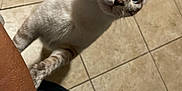 Pitbull is registered to the contest to win money with this photo: cat, curious, paw, person, arm, tiled_floor, indoor, pet, close_up, white_fur, striped_fur, blue_eyes, whiskers, tail, looking_up, domestic_animal, floor_tiles, animal, feline, attention