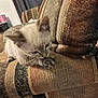 Pitbull is registered to the contest to win money with this photo: kitten, cat, feline, pet, couch, upholstery, indoor, animal, curious, young, fur, whiskers, ears, paws, home, furniture, striped, pattern, cozy, soft