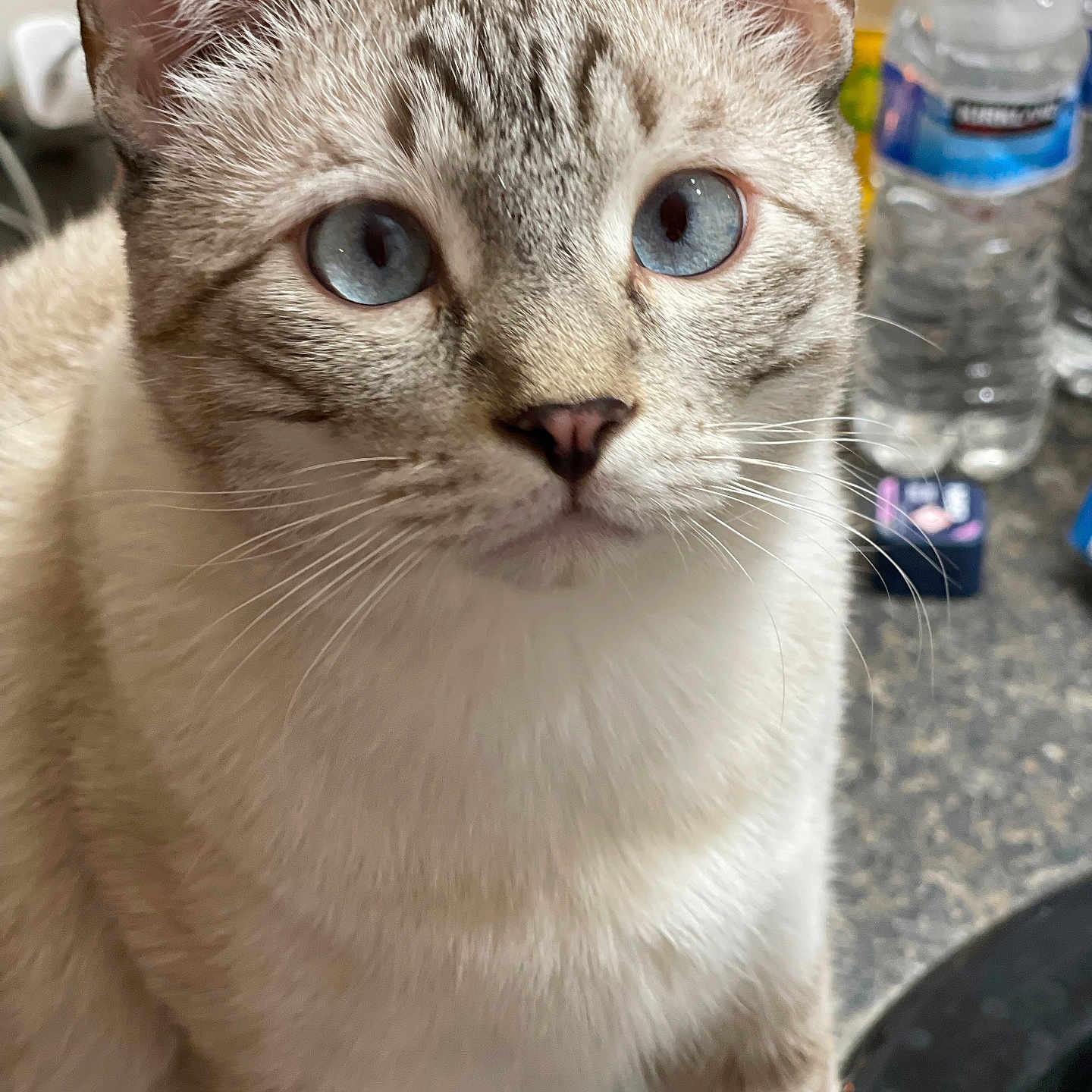 Pitbull joined the competition — help win amazing prizes! animal, blue_eyes, cat, close_up, countertop, curious, domestic_cat, ears, face, feline, fur, household, indoor, kitchen, looking, mammal, pet, soft_fur, water_bottle, whiskers
