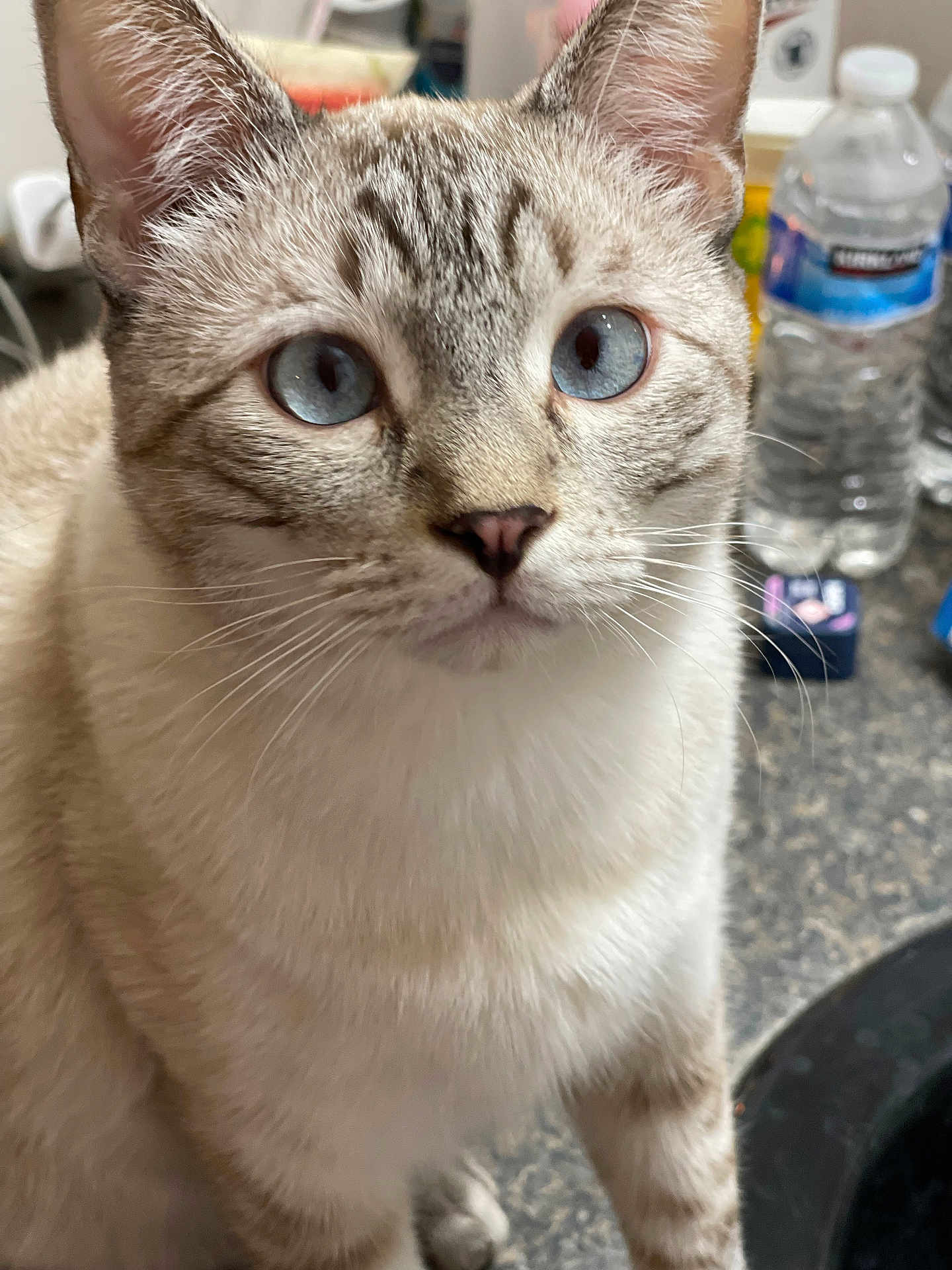 Pitbull joined the competition — help win amazing prizes! cat, blue_eyes, fur, whiskers, close_up, curious, indoor, kitchen, countertop, water_bottle, animal, pet, feline, face, ears, domestic_cat, mammal, looking, soft_fur, household