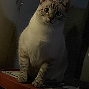 Pitbull is registered to the contest to win money with this photo: animal, cat, curious, dim_light, domestic, ears, eyes, feline, fur, indoor, mysterious, pet, quiet, room, shadow, sitting, still, striped, table, whiskers