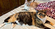 Pitbull joined the competition — help win amazing prizes! animal, bed, blanket, blue_eyes, calico_cat, cat, cozy, cute, domestic_animal, feline, fur, indoor, living_room, looking_at_camera, pets, relaxed, resting, tabby_cat, two_cats, wood_paneling