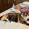 animal, bed, blanket, blue_eyes, calico_cat, cat, cozy, cute, domestic_animal, feline, fur, indoor, living_room, looking_at_camera, pets, relaxed, resting, tabby_cat, two_cats, wood_paneling