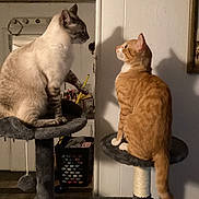 Charlie is registered to the contest to win money with this photo: cat, cats, cat_tree, indoor, pets, orange_tabby, cream_cat, feline, sitting, perched, staring, pet_furniture, home, animal, whiskers, ears, tail, domestic_cat, cute, two_cats