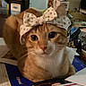 cat, ginger_cat, pet, bow, headband, polka_dots, cute, animal, indoor, domestic, feline, curious, sitting, close_up, face, whiskers, eyes, fur, table, clutter
