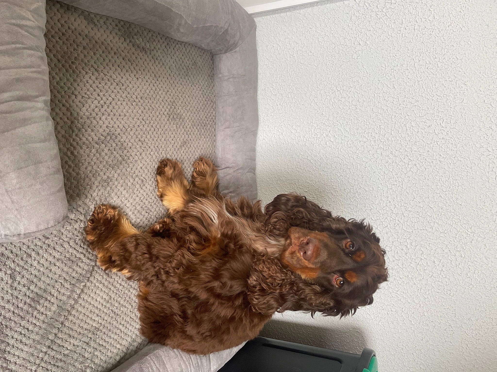 Stella participe au concours pour gagner de l'argent avec cette photo : art, artifact, felidae, fur, liver, metal, room, sculpture, tail, terrestrial_animal, visual_arts, wood