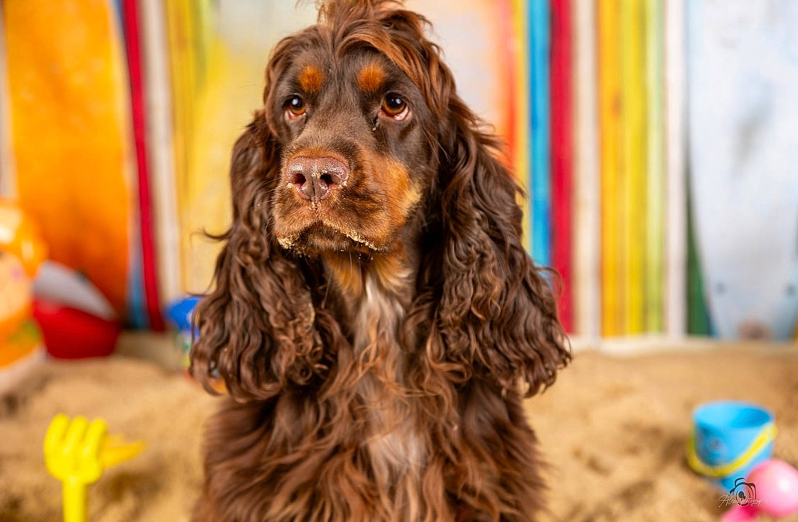Stella a rejoint le concours — aidez-le/la à gagner de superbes lots ! biting, canidae, carnivore, cocker_spaniel, companion_dog, dog, dog_breed, event, fur, gun_dog, hair, hunting_dog, liver, pont_audemer_spaniel, snout, spaniel, sporting_group, water_dog, working_animal, working_dog