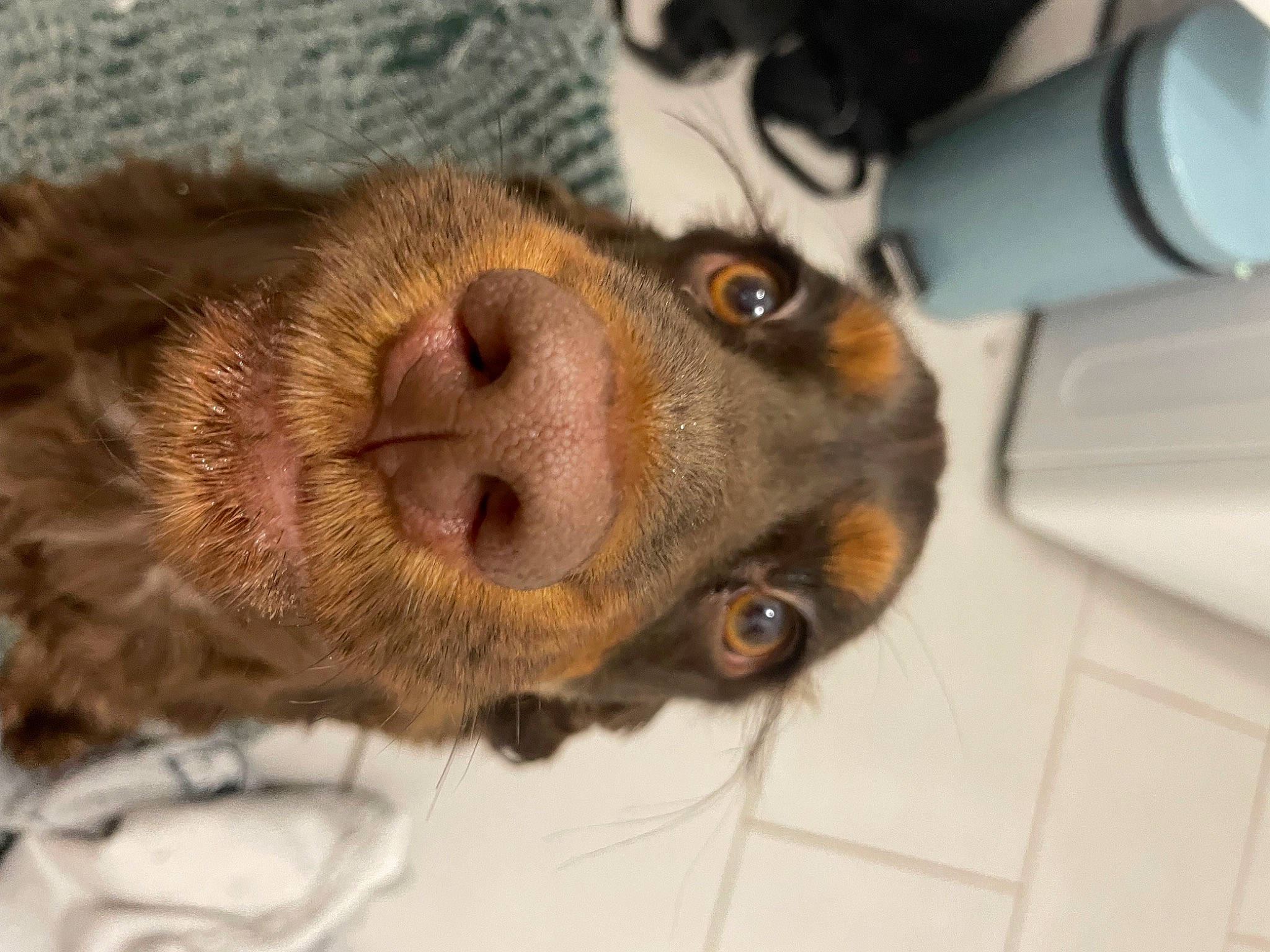 Stella a rejoint le concours — aidez-le/la à gagner de superbes lots ! canidae, carnivore, claw, companion_dog, dog, dog_breed, ear, fawn, felidae, flooring, fur, liver, paw, snout, sporting_group, whiskers, working_animal