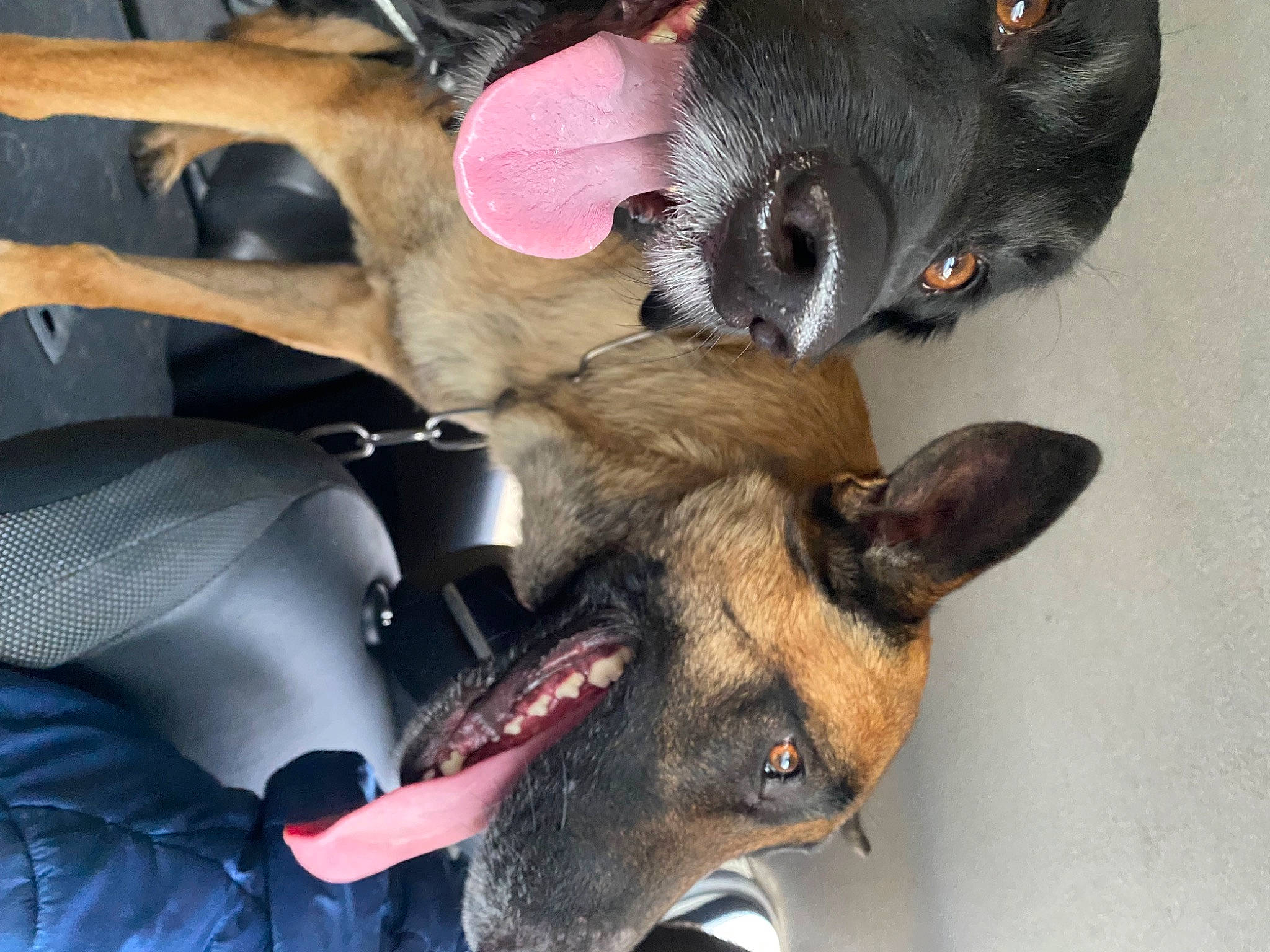 Shadow participe au concours pour gagner de l'argent avec cette photo : canidae, carnivore, collar, companion_dog, dog, dog_breed, dog_supply, ear, fawn, fur, german_shepherd_dog, guard_dog, king_shepherd, old_german_shepherd_dog, paw, snout, sporting_group, tail, working_animal, working_dog