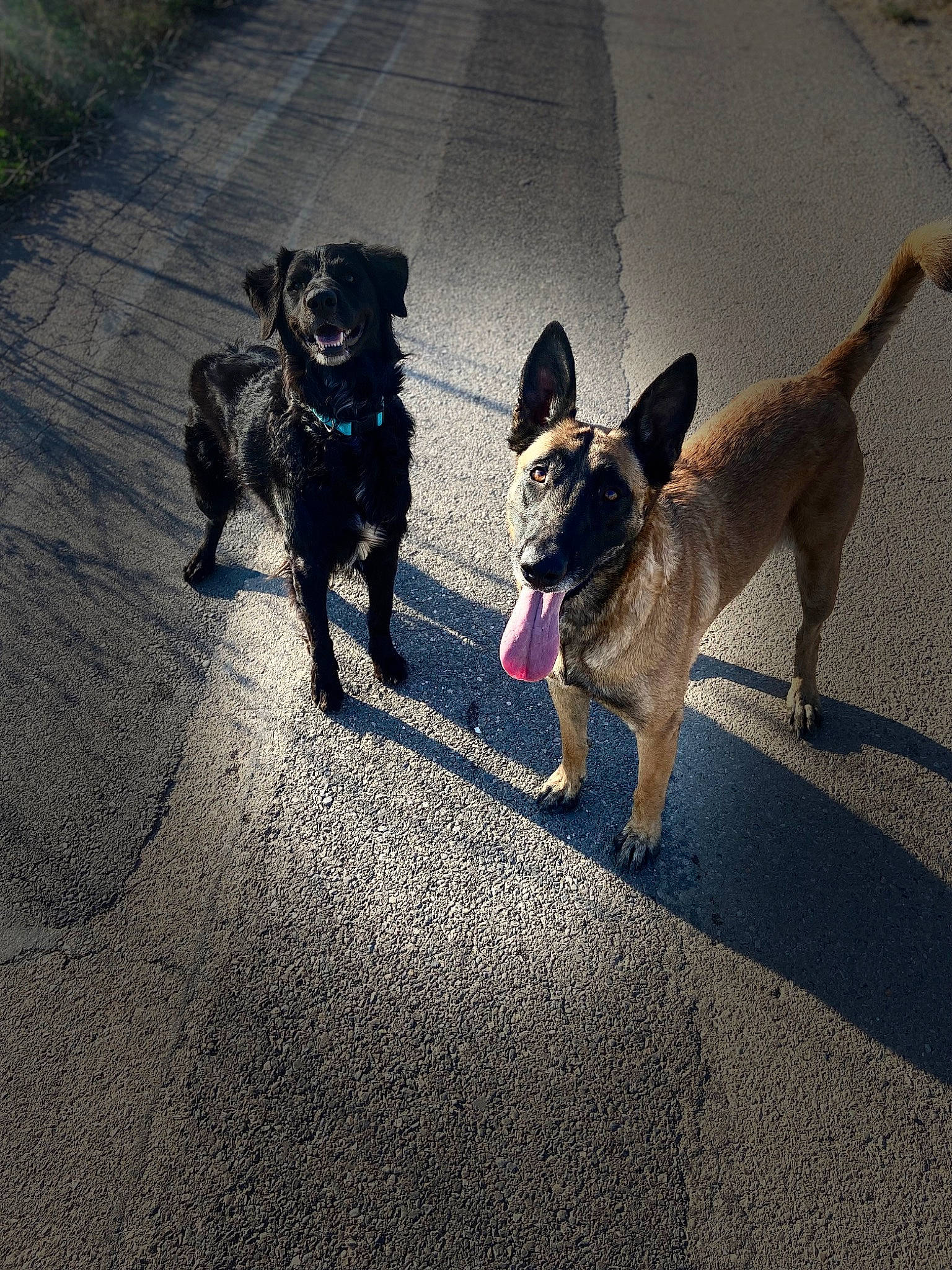 Shadow participe au concours pour gagner de l'argent avec cette photo : asphalt, canidae, carnivore, collar, companion_dog, dog, dog_breed, dog_collar, dog_supply, electric_blue, fashion_accessory, leash, pet_supply, road_surface, shadow, snout, sporting_group, tail, toy_dog, working_animal
