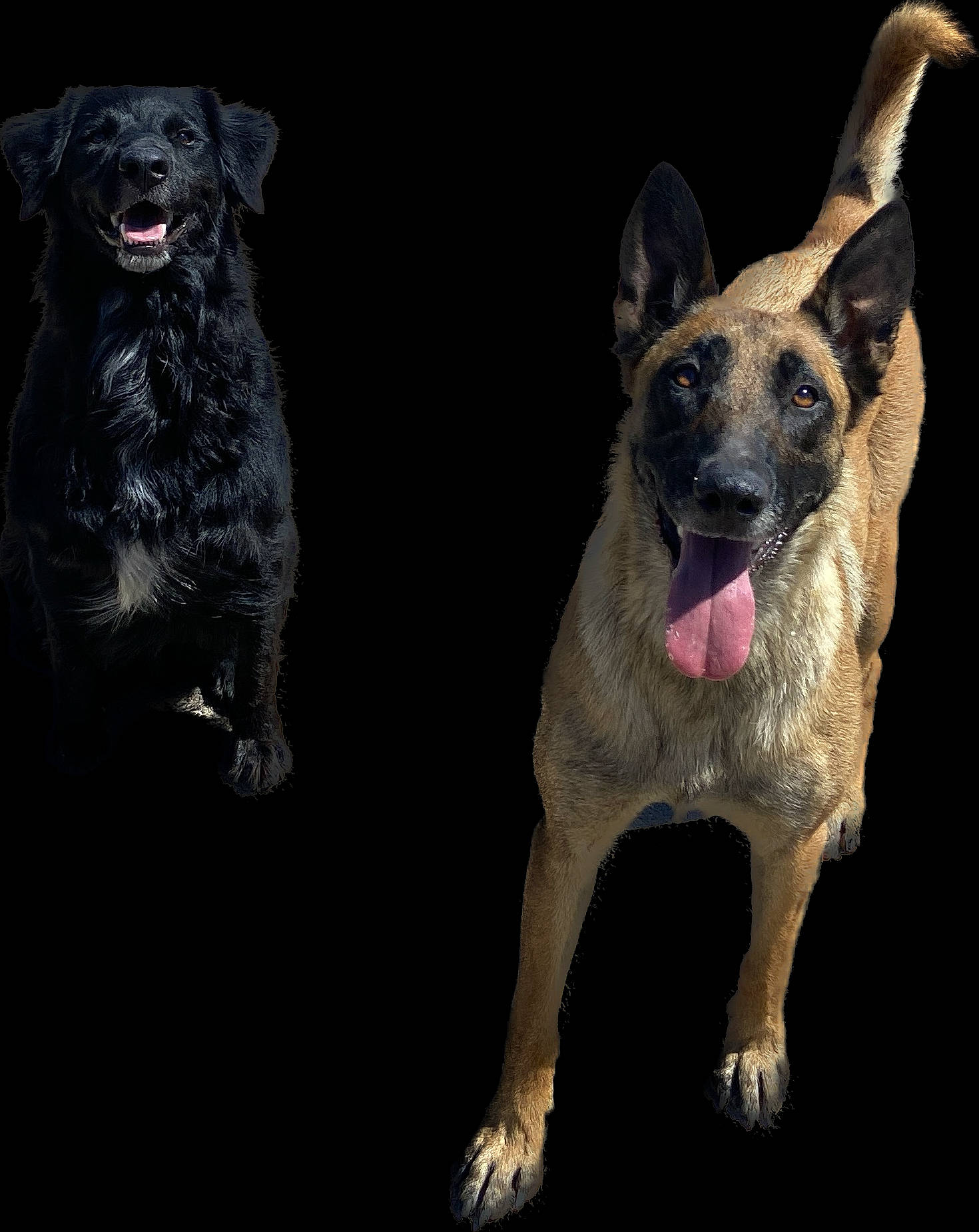 Shadow participe au concours pour gagner de l'argent avec cette photo : ancient_dog_breeds, canidae, carnivore, companion_dog, dog, dog_breed, dog_collar, dog_supply, fur, german_shepherd_dog, guard_dog, herding_dog, liver, paw, pet_supply, snout, sporting_group, terrestrial_animal, working_animal, working_dog