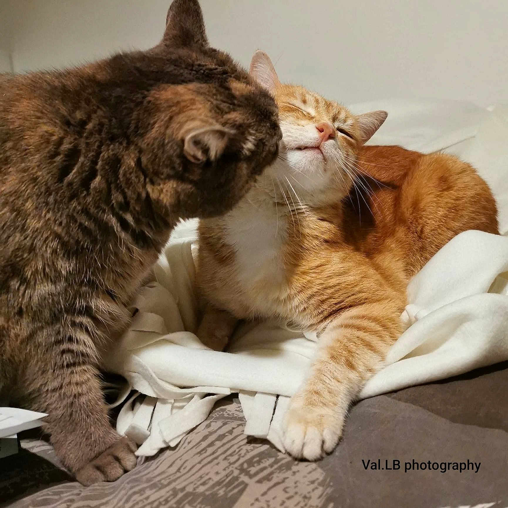 Orgeat Et Mimine participe au concours pour gagner de l'argent avec cette photo : cat, cats, tabby_cat, orange_cat, sleeping, relaxed, cuddling, affectionate, head_bump, whiskers, paws, fur, indoor, bed, blanket, cozy, pet, animal, closeup, photography