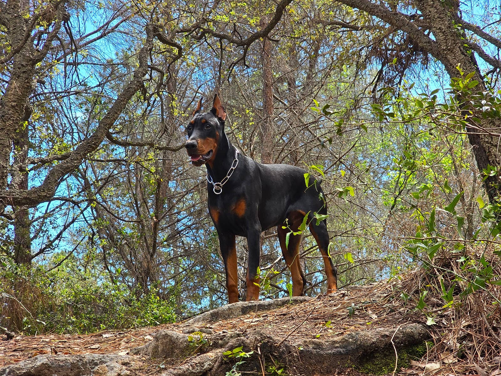 Groot participe au concours pour gagner de l'argent avec cette photo : canidae, carnivore, collar, dobermann, dog, dog_breed, fawn, forest, montenegrin_mountain_hound, northern_hardwood_forest, plant, sporting_group, tail, temperate_broadleaf_and_mixed_forest, terrestrial_animal, tree, twig, woodland, working_animal, working_dog