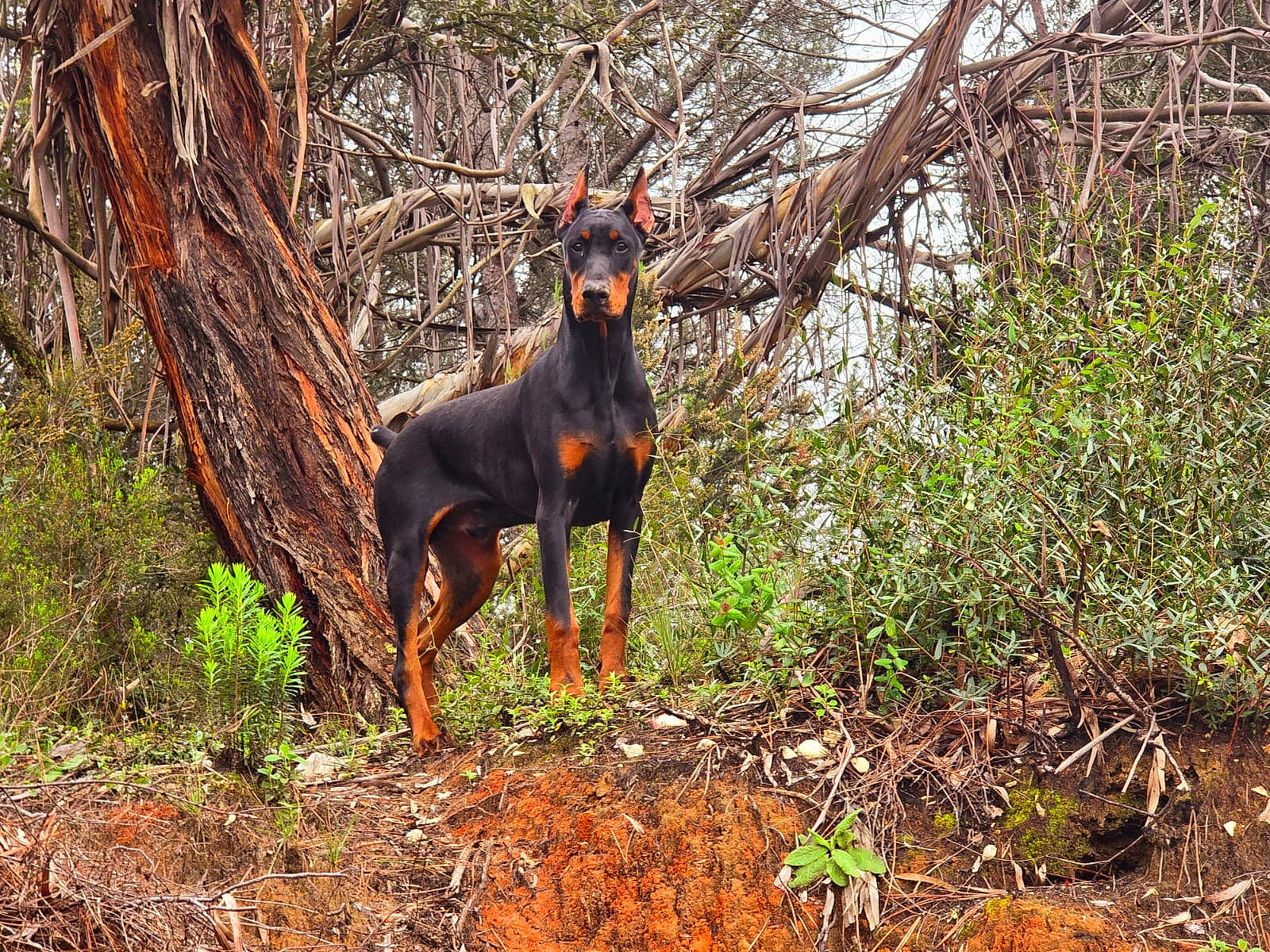 Groot participe au concours pour gagner de l'argent avec cette photo : branch, canidae, carnivore, dog_breed, fawn, forest, grass, liver, livestock, natural_landscape, plant, sporting_group, terrestrial_animal, terrestrial_plant, tree, trunk, twig, wildlife, wood, working_animal
