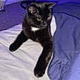 cat, black_cat, pet, bed, blanket, indoor, feline, resting, comfort, fur, whiskers, yellow_eyes, cozy, carpet, nightlight, purple_light, domestic_animal, animal, paw, relaxed