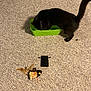 Freyja is registered to the contest to win money with this photo: black_cat, cat, green_basket, carpet, feather_toy, small_pouch, indoor, pet, animal, curious, feline, toy, floor, texture, home, domestic, playful, tail, looking_down, close_up