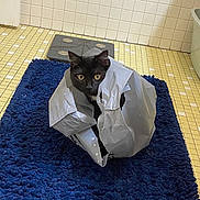 Freyja joined the competition — help win amazing prizes! cat, black_cat, plastic_bag, blue_mat, bathroom, tile_floor, tile_wall, curious, pet, animal, indoor, sitting, playful, fur, eyes, ears, hiding, cute, domestic_cat, floor