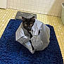 cat, black_cat, plastic_bag, blue_mat, bathroom, tile_floor, tile_wall, curious, pet, animal, indoor, sitting, playful, fur, eyes, ears, hiding, cute, domestic_cat, floor