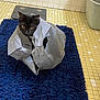 Freyja is registered to the contest to win money with this photo: cat, black_cat, plastic_bag, bathroom, blue_mat, tiled_floor, tiled_wall, curious, pet, animal, indoor, floor, household, container, scale, wastebasket, playful, fur, whiskers, eyes