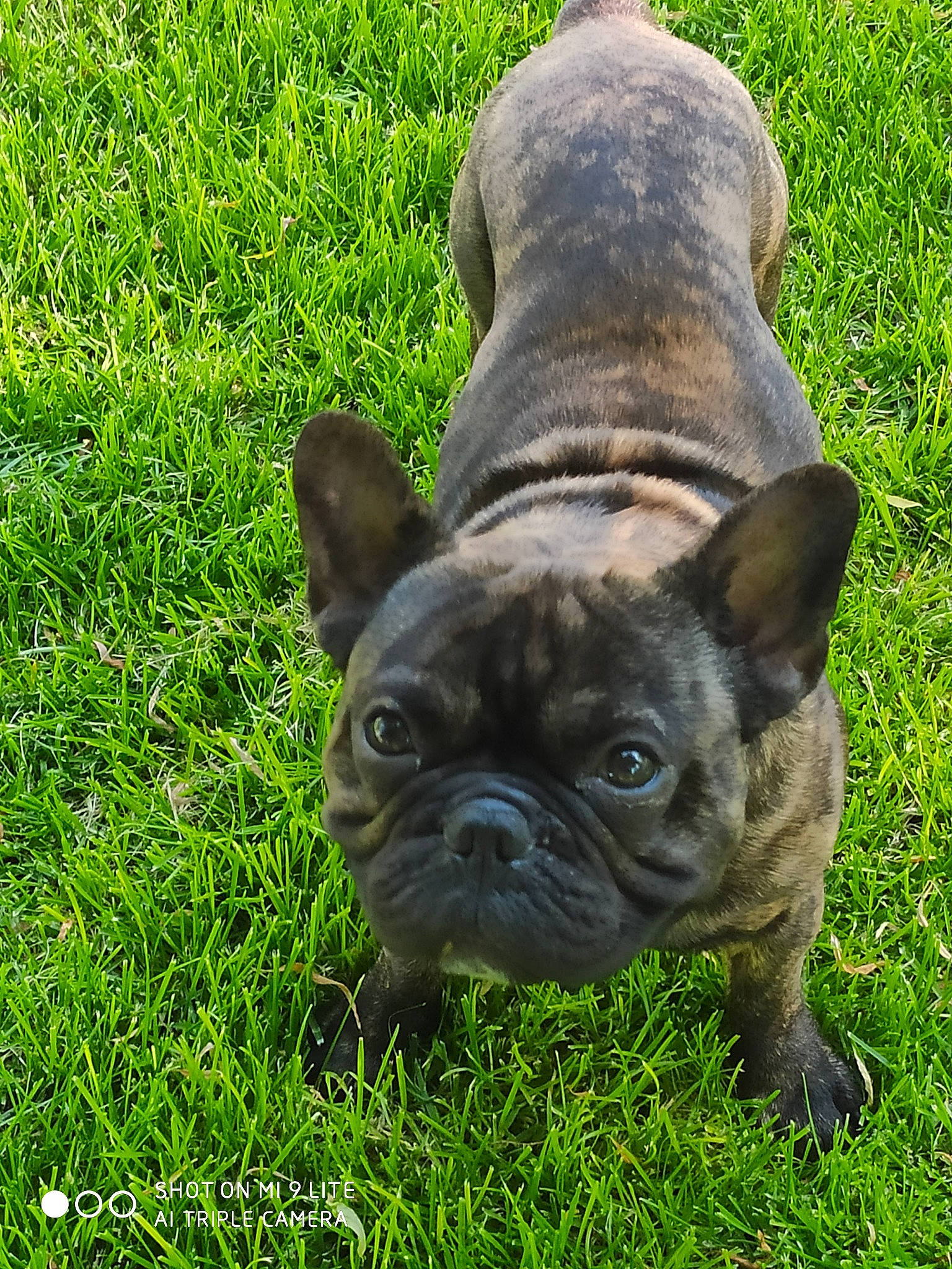 Régliss participe au concours pour gagner de l'argent avec cette photo : australian_bulldog, bulldog, canidae, carnivore, companion_dog, dog, dog_breed, fawn, french_bulldog, grass, lawn, mammal, molosser, non_sporting_group, pug, puppy, rare_breed_dog, snout, toy_bulldog, vertebrate