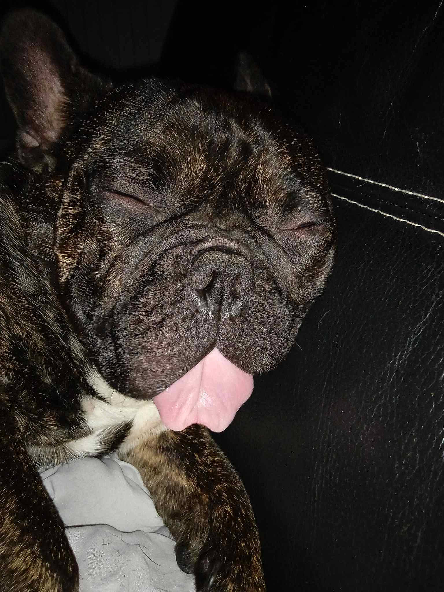 Régliss participe au concours pour gagner de l'argent avec cette photo : bulldog, canidae, carnivore, companion_dog, dog, dog_breed, ear, fawn, felidae, french_bulldog, fur, human_body, paw, pug, snout, sporting_group, terrestrial_animal, toy_dog, whiskers, wrinkle