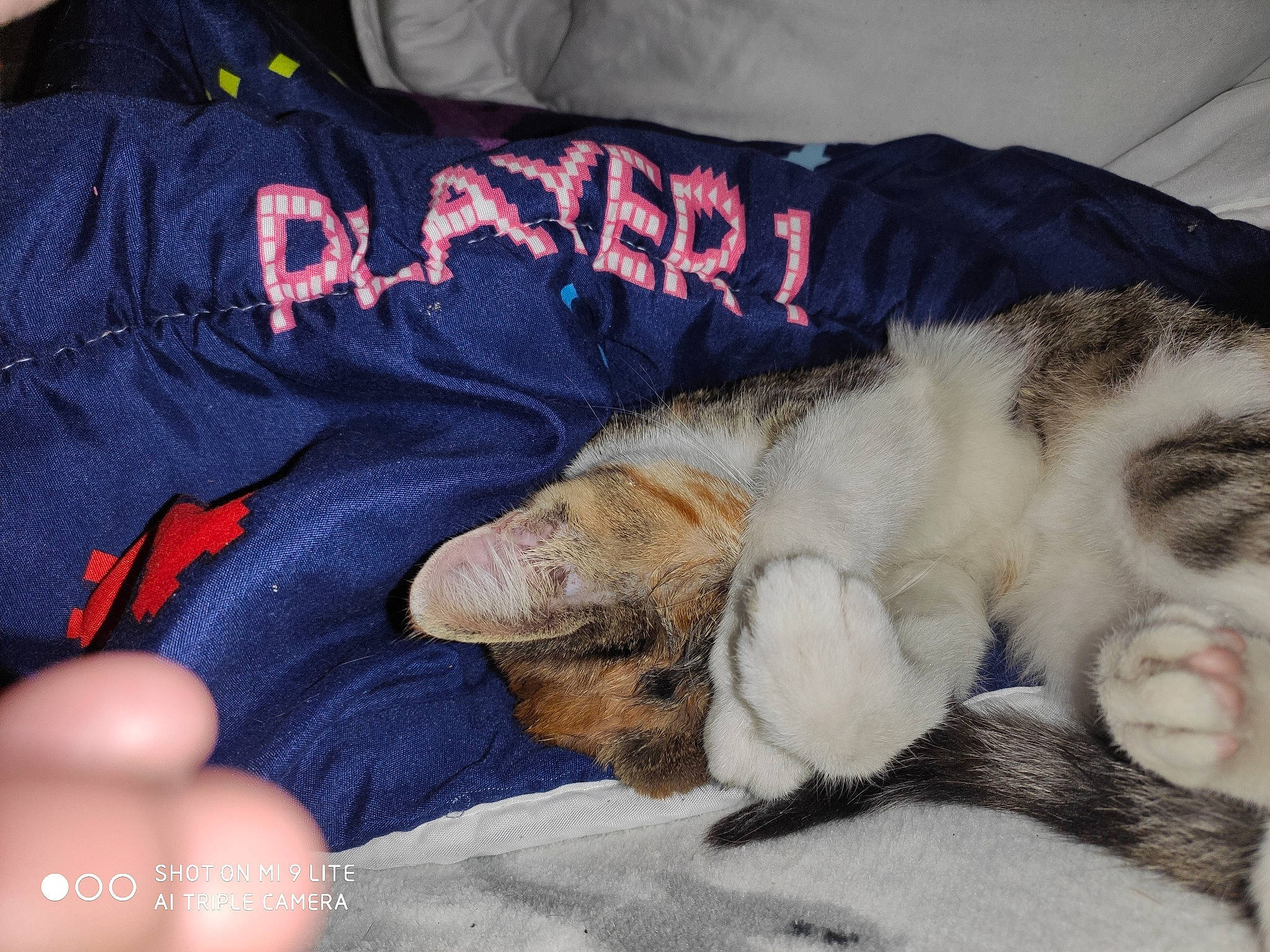 Chipy a rejoint le concours — aidez-le/la à gagner de superbes lots ! canidae, carnivore, cat, companion_dog, dog, dog_breed, felidae, kitten, nap, paw, puppy, puppy_love, sleep