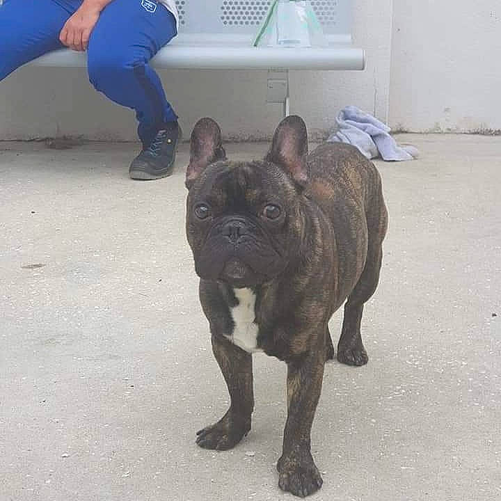 Regliss a rejoint le concours — aidez-le/la à gagner de superbes lots ! american_bulldog, bulldog, canidae, carnivore, companion_dog, dog, dog_breed, fawn, french_bulldog, mammal, molosser, non_sporting_group, old_english_bulldog, olde_english_bulldogge, snout, sporting_group, toy_bulldog, vertebrate