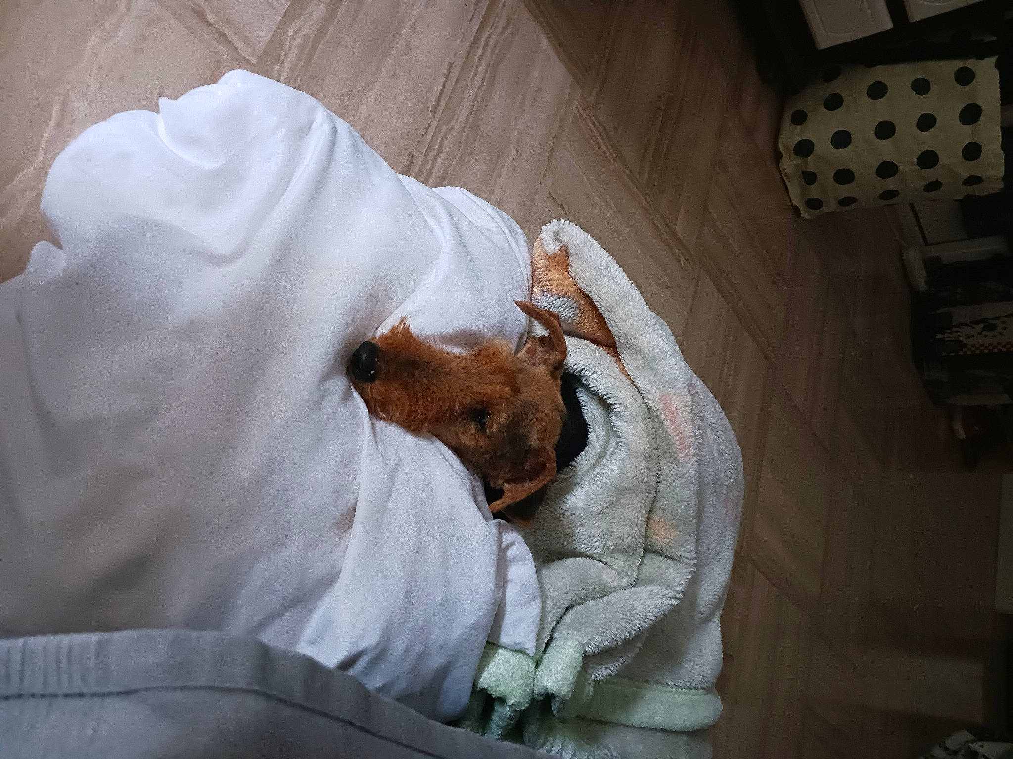 Djin participe au concours pour gagner de l'argent avec cette photo : bedding, comfort, elbow, fur, hospital, human_leg, linens, room, safety_glove, service, wrist