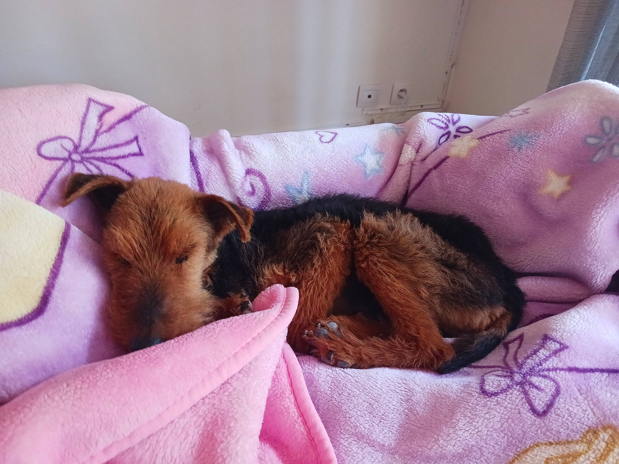 Djin participe au concours pour gagner de l'argent avec cette photo : bed, bedding, bedtime, canidae, carnivore, comfort, companion_dog, dog, dog_breed, fawn, felidae, fur, linens, liver, mammal, nap, sporting_group, terrestrial_animal, toy_dog, whiskers