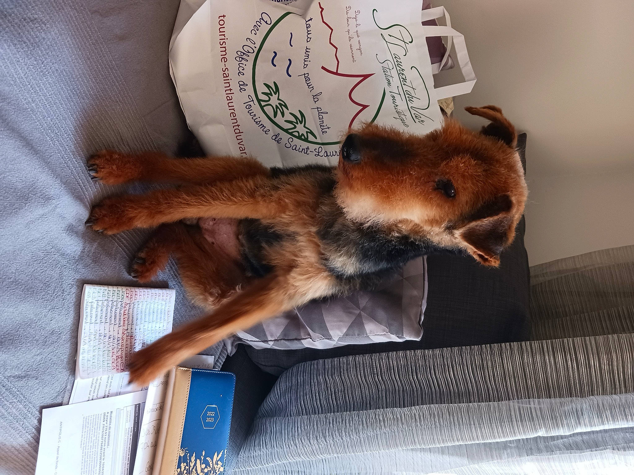 Djin a rejoint le concours — aidez-le/la à gagner de superbes lots ! ball, canidae, carnivore, claw, companion_dog, dog, fawn, felidae, fox, fur, mammal, small_to_medium_sized_cats, stuffed_toy, tail, terrestrial_animal, textile, vertebrate, whiskers, window, wood