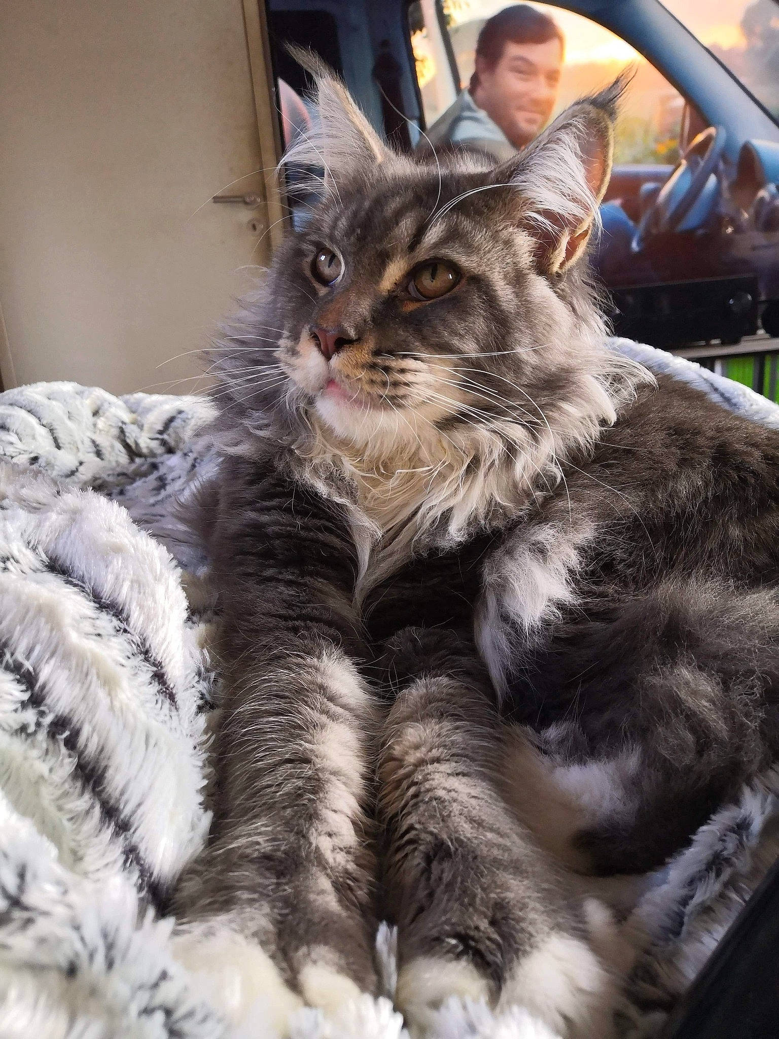 Pheonix participe au concours pour gagner de l'argent avec cette photo : american_shorthair, asian, asian_semi_longhair, carnivore, cat, domestic_long_haired_cat, domestic_short_haired_cat, dragon_li, european_shorthair, felidae, fur, kitten, maine_coon, mammal, norwegian_forest_cat, oriental_longhair, small_to_medium_sized_cats, tabby_cat, vertebrate, whiskers