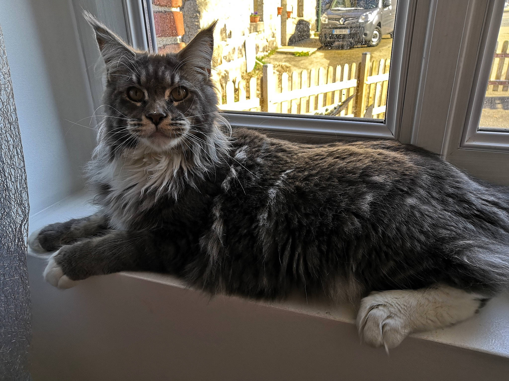 Pheonix a rejoint le concours — aidez-le/la à gagner de superbes lots ! asian, british_semi_longhair, carnivore, cat, domestic_long_haired_cat, domestic_short_haired_cat, dragon_li, european_shorthair, felidae, fur, kitten, maine_coon, mammal, norwegian_forest_cat, small_to_medium_sized_cats, tabby_cat, vertebrate, whiskers, wild_cat, window