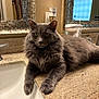 animal, bathroom, cat, clean, countertop, domestic_animal, feline, fluffy, fur, gray_cat, green_eyes, home, indoor, mirror, pet, reflection, relaxed, sink, still_life, whiskers