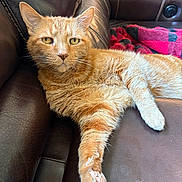 Gunny joined the competition — help win amazing prizes! cat, ginger_cat, feline, pet, indoor, leather_couch, blanket, red_and_black, relaxed, stretching, paw, claws, fur, whiskers, yellow_eyes, close_up, domestic_animal, resting, home, cozy