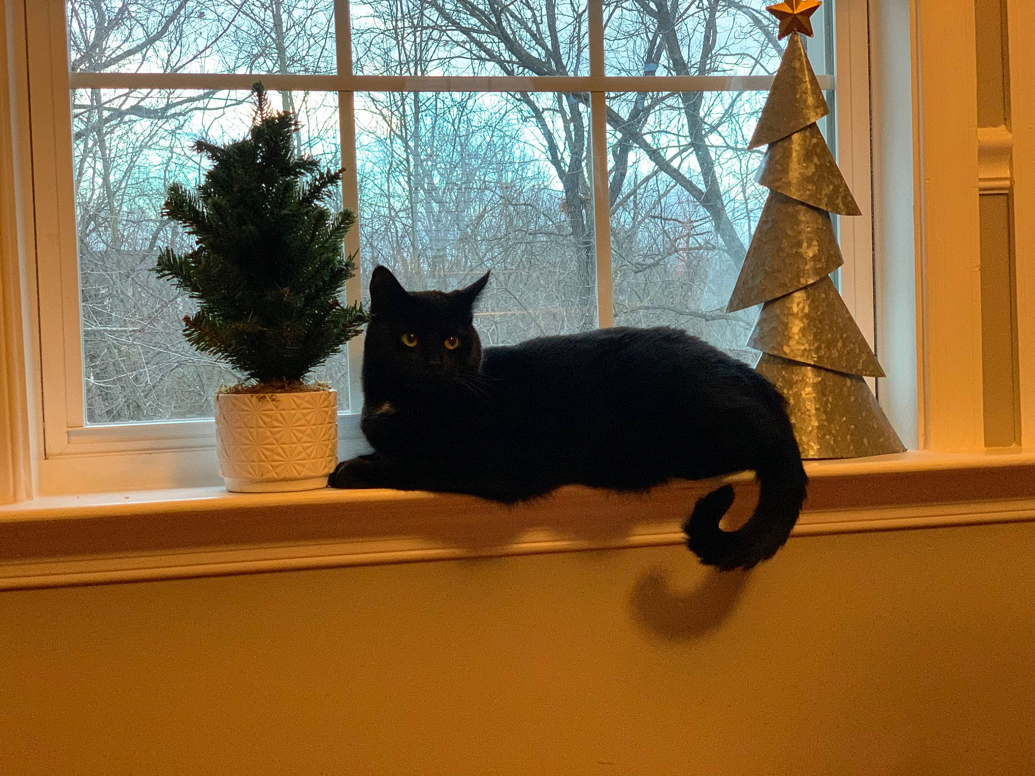 Leena joined the competition — help win amazing prizes! asian, black_cat, branch, carnivore, cat, domestic_short_haired_cat, felidae, home, interior_design, room, small_to_medium_sized_cats, tail, tree, whiskers, window, window_treatment, wood