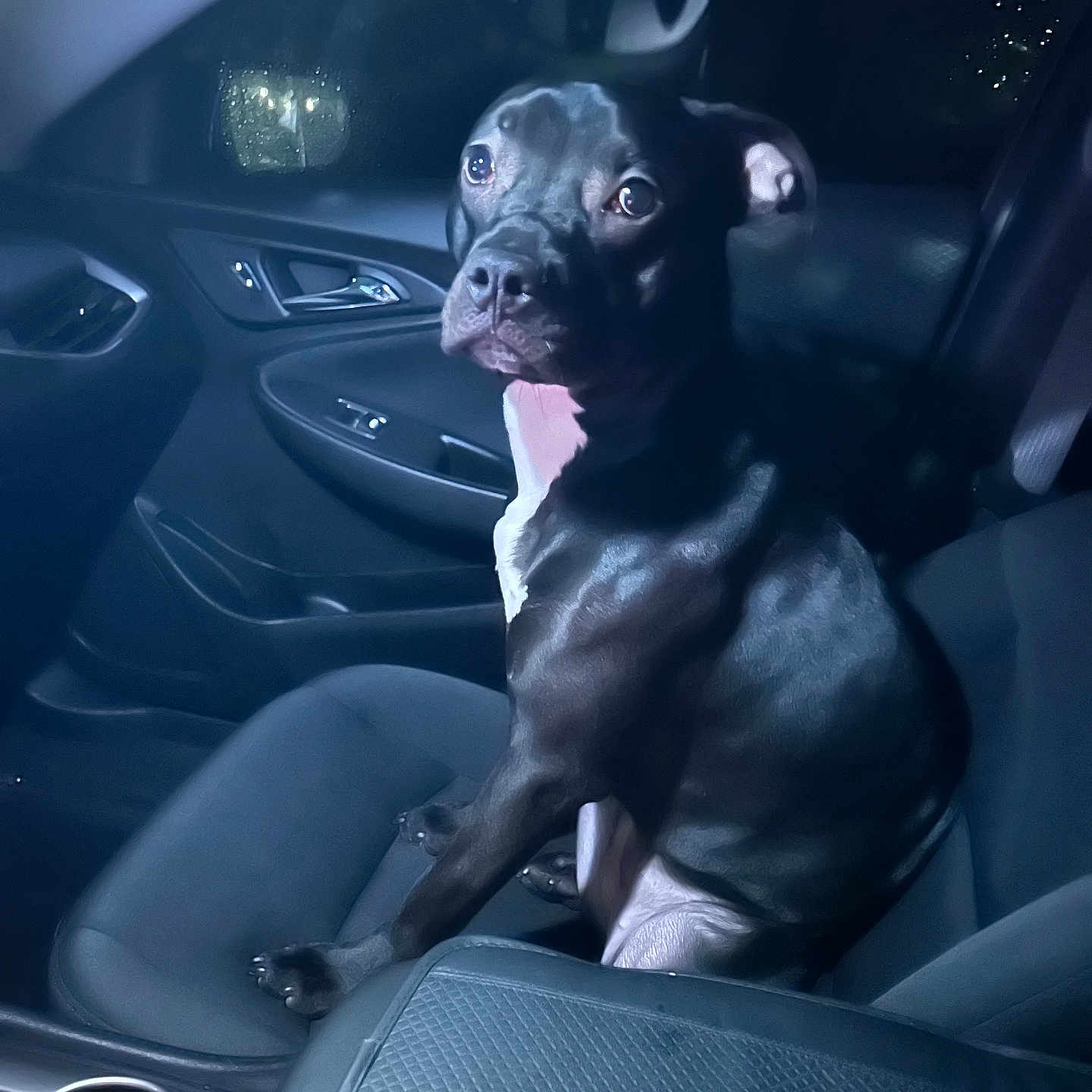 Doja Dog is registered to the contest to win money with this photo: animal, black_dog, canine, car, car_interior, companion, curious, dog, domestic_animal, front_passenger_seat, indoor, leather_seat, looking, night, pet, portrait, reflection, seat, sitting, window